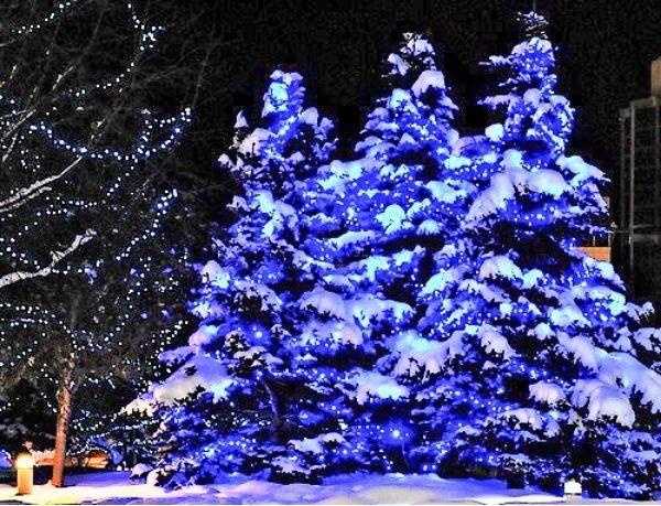 Several Christmas trees lit up with blue Christmas lights.