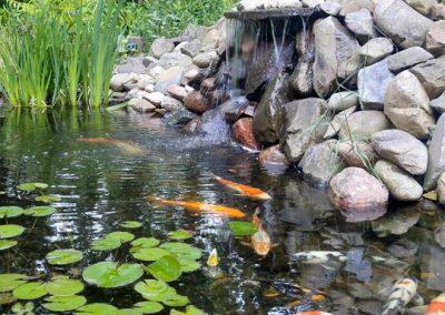 Koi fish swimming in a koi pond