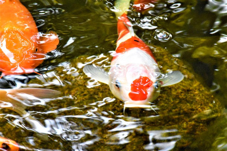 Pond Landscaper Near Me