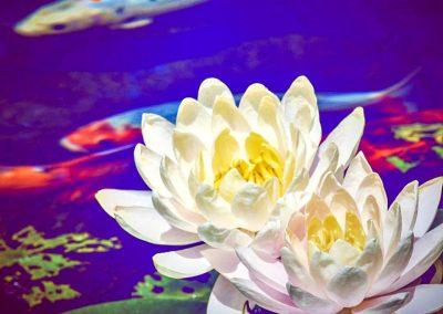 A lily pad with white flowers in a koi pond