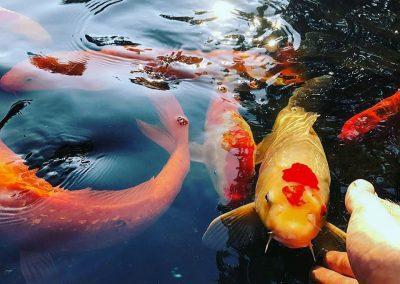 Several koi fish in a koi pond swimming towards an outstretched hand.