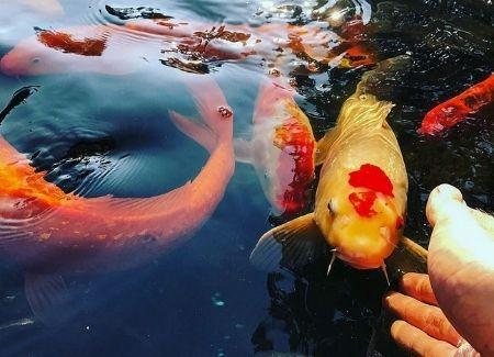 Several koi fish in a koi pond swimming towards an outstretched hand.