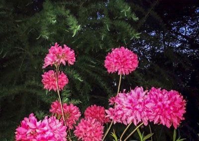 Pink flowers lit up by outdoor lighting