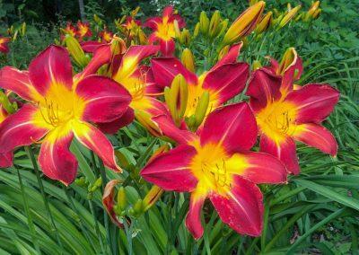 A closeup of red and yellow flowers