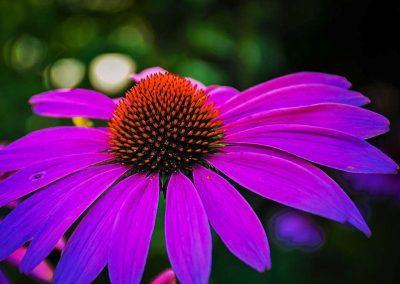 A closeup of a purple flower