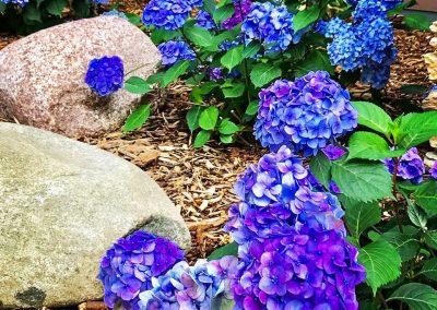 A closeup of purple and blue flowers
