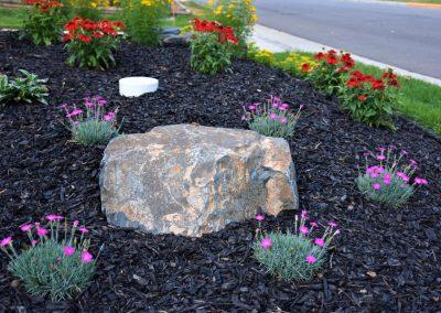 A large landscaped bed filled with black mulch, purple flowers and a large boulder