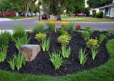 A medium landscape bed filled with black mulch, small shrubs, and decorative rocks