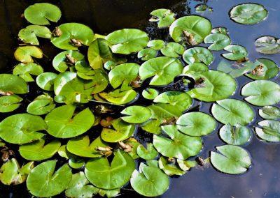 A closeup of lily pads in a pond